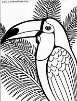 Rainforest Tropical Coloring Pages Getdrawings sketch template