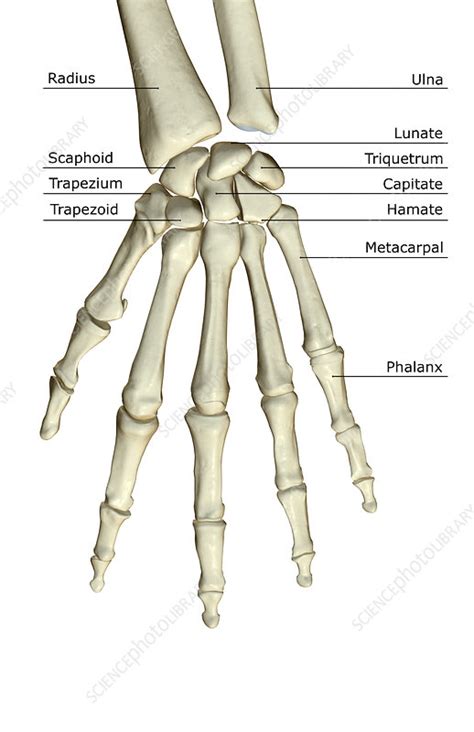 bones   hand stock image  science photo library