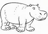 Hippopotamus Hippo sketch template