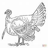 Turkey Coloring Drawing Pages Printable Wild Draw Kids Outline Step Supercoloring Realistic Drawings Turkeys Color Tutorials Bird Birds Pencil Thanksgiving sketch template