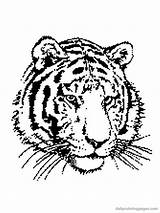 Tiger Coloring Pages Head Animal Getdrawings Popular sketch template