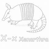 Xenarthra Coloring Start Animal Name Illustration Names Stock Animals Royalty Illustrations Clip Clipart sketch template