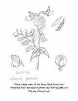 Pea Botanical sketch template