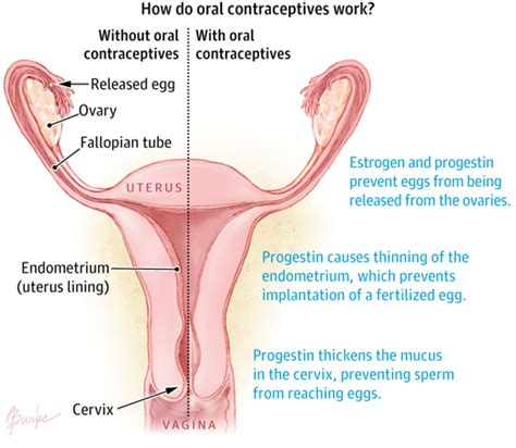 Oral Contraceptives Clinical Pharmacy And Pharmacology