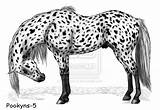 Appaloosa Poses Feralfront sketch template