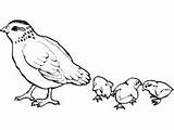 Quail Coloring Pages Families Babies Animal Chicks Alphabet Letter Ws sketch template