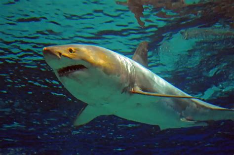 decouvrez cet animal qui terrorise le grand requin blanc
