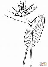 Coloring Paradise Bird Strelitzia Pages Flower Drawing Reginae sketch template