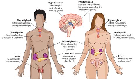 Endocrine System Endocrine System Anatomy Of The