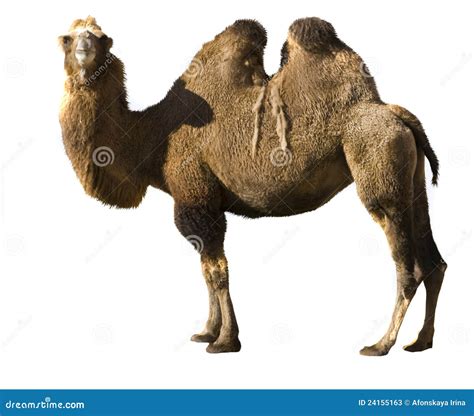 bactrian camel stock image image  white mammal background