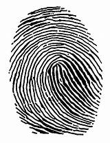 Fingerprint Finger Forensics Kindpng Pngimg sketch template
