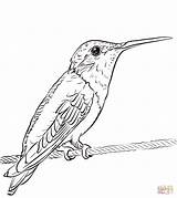 Hummingbird Throated Ruby Hummingbirds Colibri Webstockreview sketch template