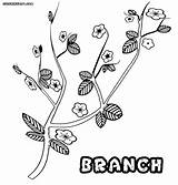 Branch Coloring Colorings sketch template