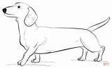 Dachshund Coloring Pages Dog Printable Draw Drawing Supercoloring Dachsunds Puppy Dogs Long Colouring Print Step Adult Paper Use Popular Categories sketch template