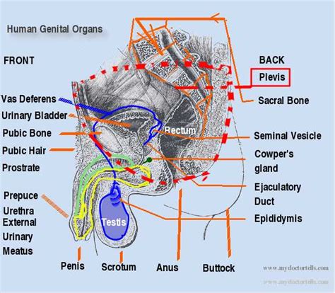 picture male reproductive system anatomy penis testis
