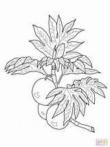 Coloring Breadfruit Colorare Supercoloring Coloringhit Albero Dulivo Cowberry Lingonberry Branch sketch template
