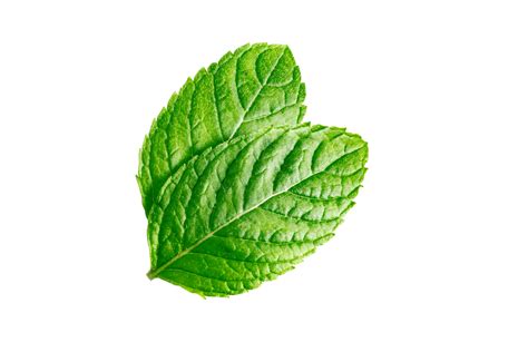 mint leaves mint leaves isolated  transparent background  png