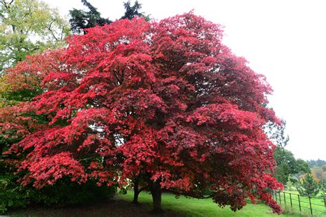 choosing trees  red flowers floraqueen en