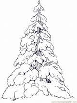Tree Snow Coloring Trees Evergreen Drawing Covered Pages Printable Color Christmas Clipart Snowy Pine Evergreens Drawings Reversed Illustration Colouring Digi sketch template