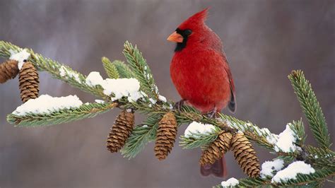 cardinal bird wallpaper  pictures