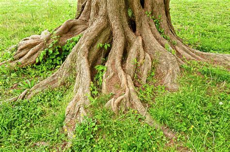 tree trunk  exposed roots photograph  travelif fine art america
