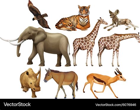 kind  wild animals royalty  vector image