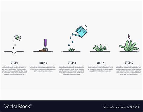 growing stages  plant royalty  vector image
