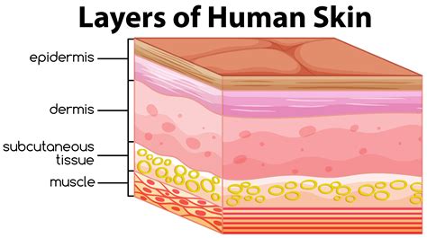 human skin anatomy skin illustration    skin layers