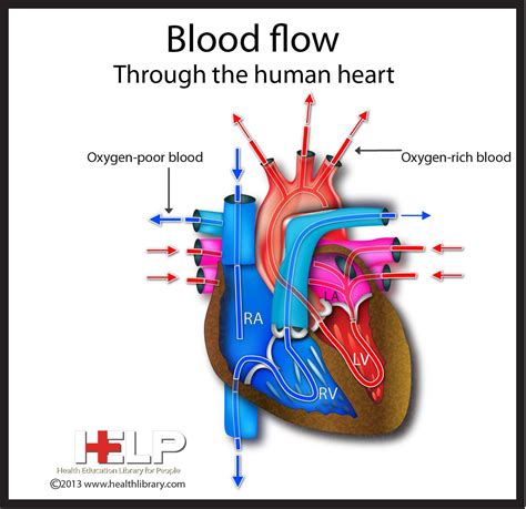 blood flow   human heart eye anatomy heart anatomy heart
