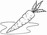 Carrot Wortel Mewarnai Marchewka Kolorowanki Morcovi Dzieci Clipartmag Potato Desene Clipground Gambarnya sketch template