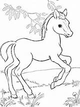 Paarden Paard Pferde Kleurplatenenzo Zo Dieren Malvorlage Afbeeldingsresultaat 1027 Stemmen sketch template