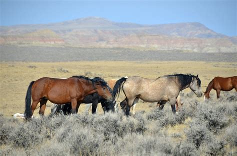 fight  save  wild horses   american west humane decisions