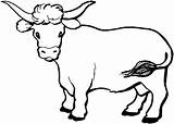 Coloring Pages Cattle Cow Printable Clip Clipart sketch template