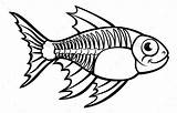 Fish Xray Tetra Cartoon Ray Character Coloring Drawing Outline Animal Graphicriver Animals Clipart Clip Kids Drawings Kindergarten Illustration Book Clipartmag sketch template