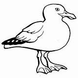 Seagull Mouette Coloriage Flounder Kidsplaycolor Ancenscp Clipartmag sketch template
