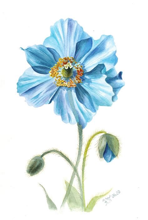 giclee prints himalayan blue poppies art collectibles etnacompe