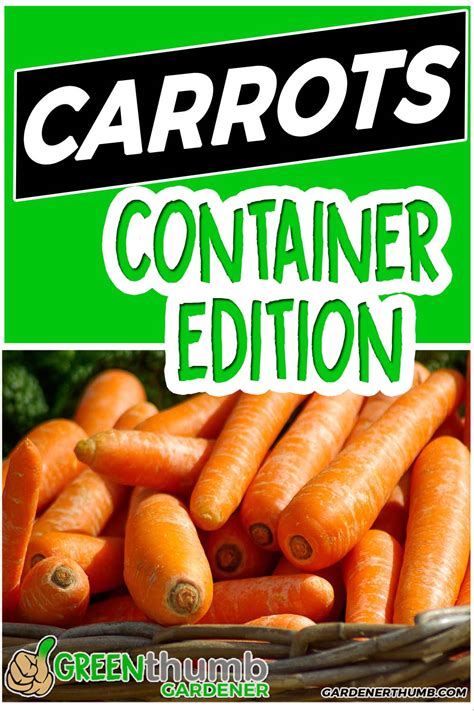 growing carrots  containers epic guide    easy green