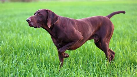 popular brown dog breeds     lovable ruffeodrive