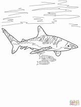 Shark Coloring Pages Reef Drawing Kids Tipped Whitetip Oceanic Printable Thresher Super Designlooter Easy Drawings Facts Clip 981px 94kb Sketches sketch template
