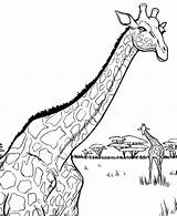 Giraffe Coloring African Pages Head Baby Color Printable Adults Cartoon Getcolorings Netart Getdrawings Outline Drawing Clipart sketch template