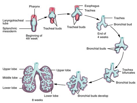 embryonic development   respiratory system anatomy  physiology