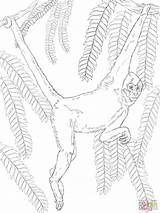 Spider Monkey Coloring Pages Handed Online Color sketch template