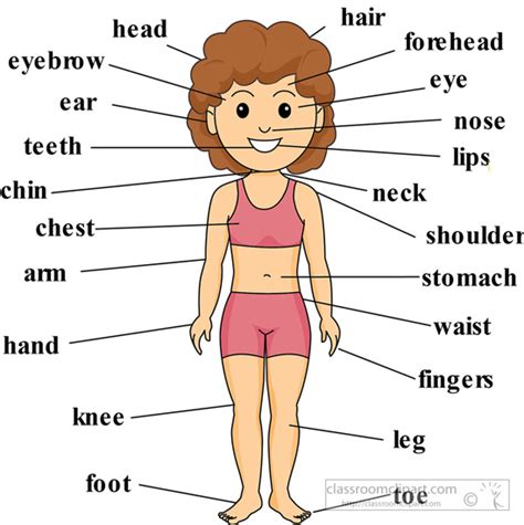 labeled body parts  image