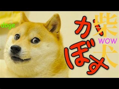 image gallery  doge
