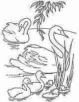 Coloring Swans Printable Pages Baby Thegraphicsfairy Book Fairy Click Choose Board sketch template