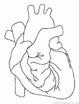 Body Human Coloring Pages Getcolorings Color Internal Organs sketch template
