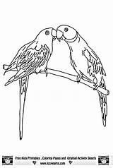 Lorikeet Rainbow Parrots Parrot Macaw Papagei Bird Ausmalbilder Designlooter sketch template