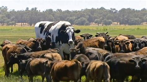 Enormous Cow That Weighs More Than A Car Is Saved From The