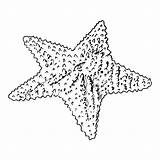 Coloring Seaweed Star Sea Starfish Pages Getdrawings Printable Getcolorings sketch template