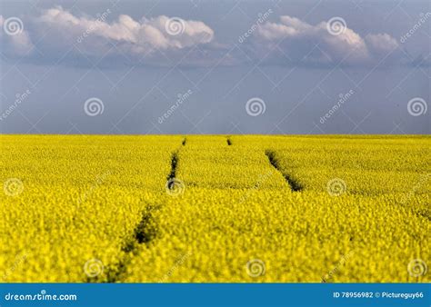 tractor tracks  canola field stock photo image  tractor nature